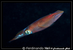 A squid in the night. by Ferdinando Meli 